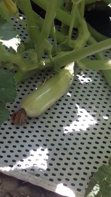 кабачок смотреть онлайн