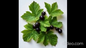 Листья черной смородины лечат.