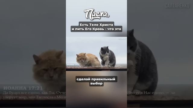 Пасха есть тепло Христа и пить Его Кровь -что єто.Сдела смотреть онлайн