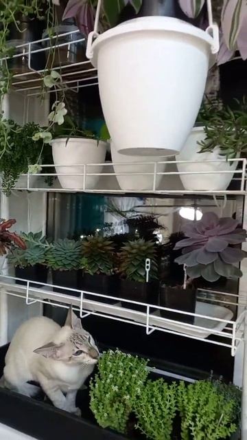 Шелки - новый цветочек на стеллаже или хитрый лис в кур смотреть онлайн