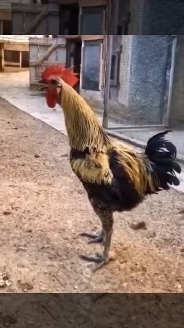 Эксклюзивные кадры с Макроном выдвигающим ультиматум России смотреть онлайн