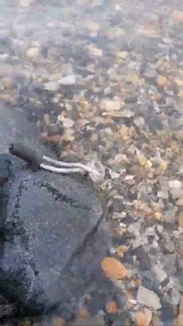 охотское море) смотреть онлайн