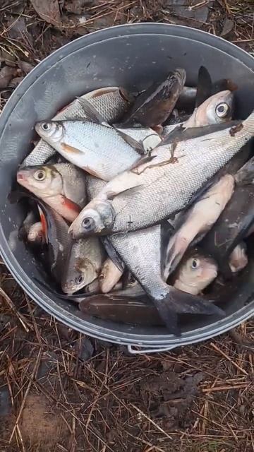 Весенняя рыбалка!Хороший улов! #fishing #рыбалка #природа # смотреть онлайн