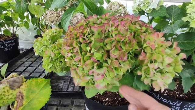 Обзор крупнолистных гортензий🌸 31.08.2024 смотреть онлайн