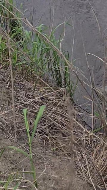 Поимка голавля на Smith D D-sline 5грамм. Хороший толстячок... смотреть онлайн