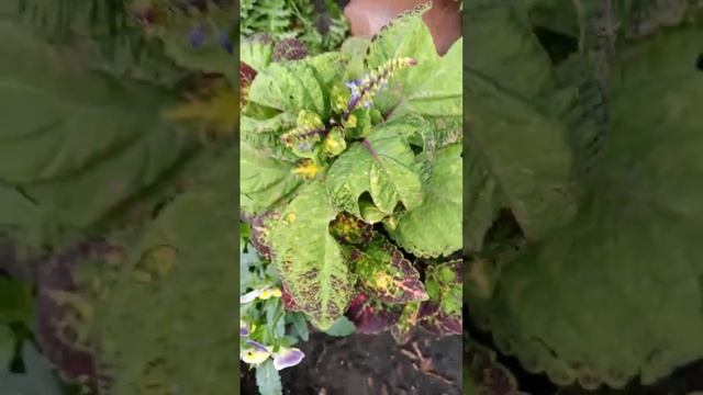 Коллекция колеус 🌺 смотреть онлайн