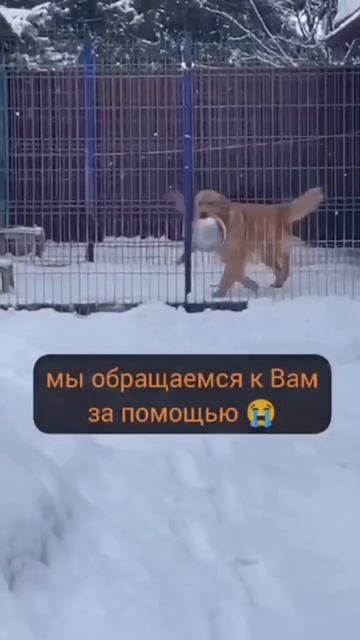 ПРИЮТ ВОЗРОЖДЕНИЕ Нашему приюту более 17 лет... Мы– две смотреть онлайн