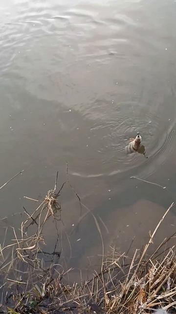 Окунь на джиг зимой. 02.12.2023 река Майн. смотреть онлайн