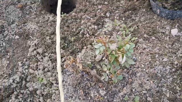 Лилии от Пулков Сад, отличная зимовка роз Нью Джерси, п смотреть онлайн