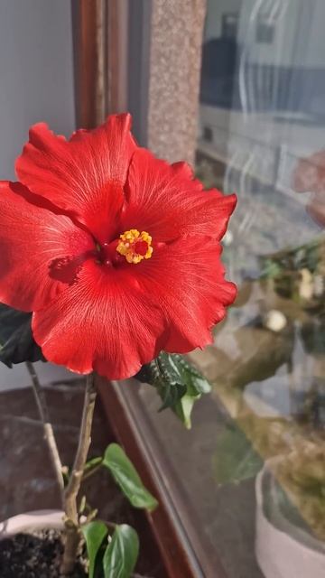снова цветёт гибискус 🌺 #комнатныерастения #гибискус смотреть онлайн