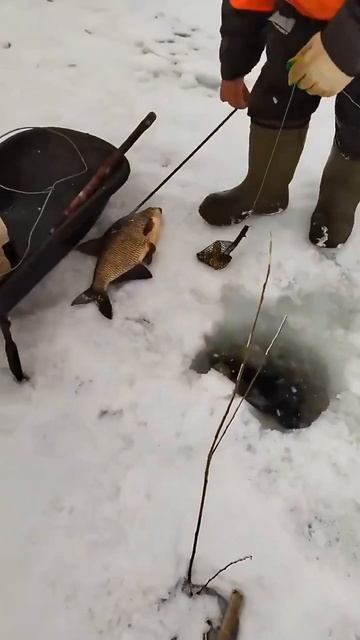 Желаем всем удачных поклевок✌ #прорыбалку #рыбалка смотреть онлайн