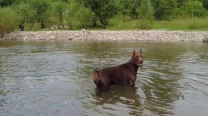 Всё распилил, всё сложили. Жизнь в деревне после переезда.