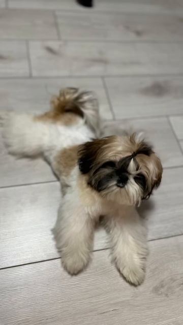 #dog #шитцу #щенок #funny #юрта #puppy #рек #2023 #cat #грумер