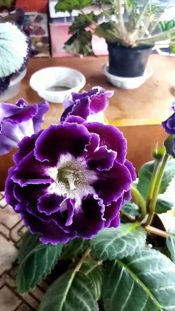 Глоксиния из семян от КТ. смотреть онлайн