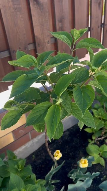 Как формировать гортензию. Гортензия на штампе своими