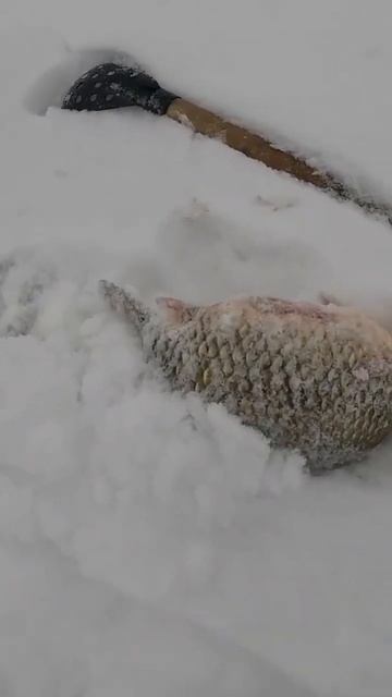 Чёрное озеро. Карась на кресты. смотреть онлайн