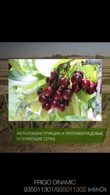 Интенсивный фруктовый сад,саженцы,капельное орошение смотреть онлайн