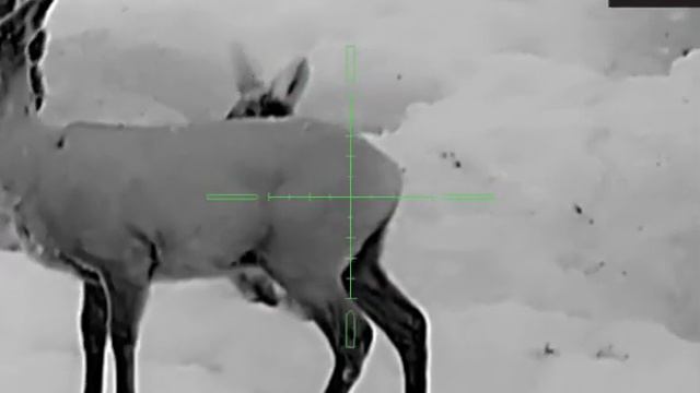 Тепловизионный прицел Arkon Alfa HT50. Косули 20-70 метров. Фантастическая картинка с прицела. смотреть онлайн