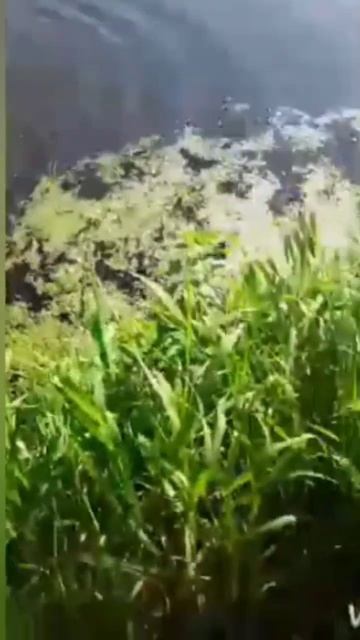 Трофей на Клязьме! Удачный день! Щука на спиннинг. #тро? смотреть онлайн