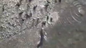 нападение сома на голубей / сомы жрут голубей