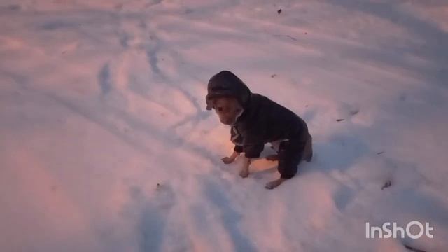 Собака самый верный друг человека смотреть онлайн