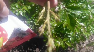 Фуфанон 5.мл