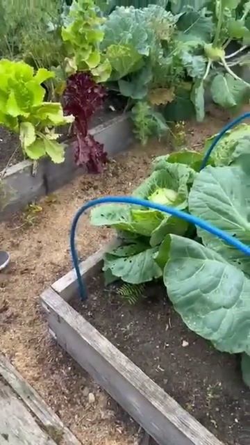 БАБУШКИНА КАПУСТА😄ТАТЬЯНА КУРТУКОВА💕РОМАШКА ВАСИЛ смотреть онлайн