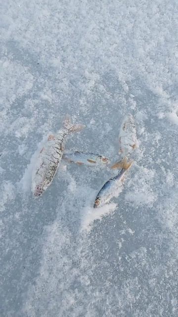 Открыл сезон 2024 🎣 Зимняя РЫБАЛКА 🐟 #зимняяловлярыбы