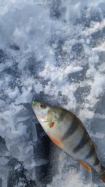 Зимняя рыбалка на льду Озеро Дугино!!! смотреть онлайн
