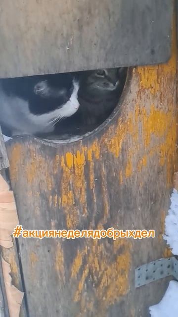 Наше вк сообщество Мира и пушистики 🐾 там есть донаты смотреть онлайн