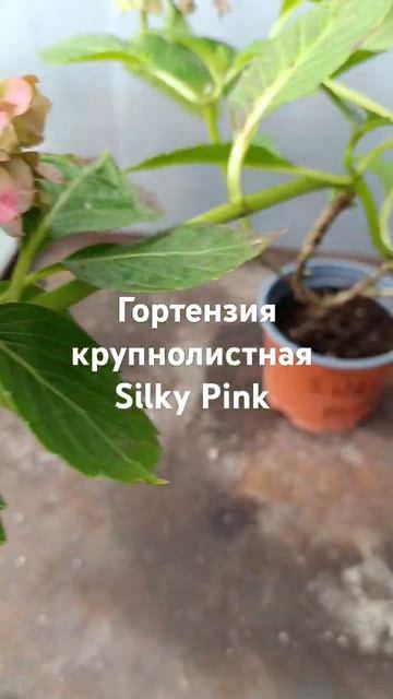 Гортензия крупнолистная Silky Pink смотреть онлайн