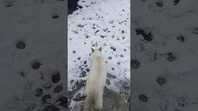 Первый снег ❄⛄🏂 и котики! 🐈😺🐱#cat #dogs