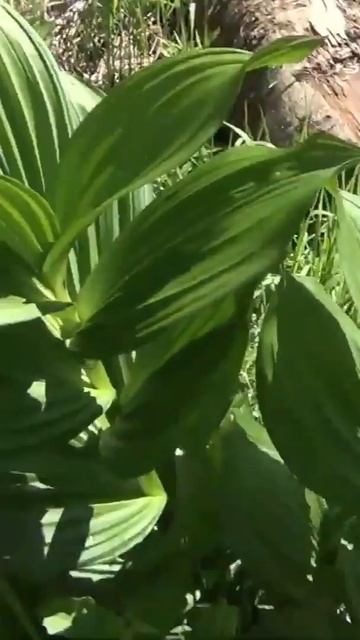 Растения ТАЙГИ - Чемерица- Это Вырезка из Рыбалки ссыл? смотреть онлайн