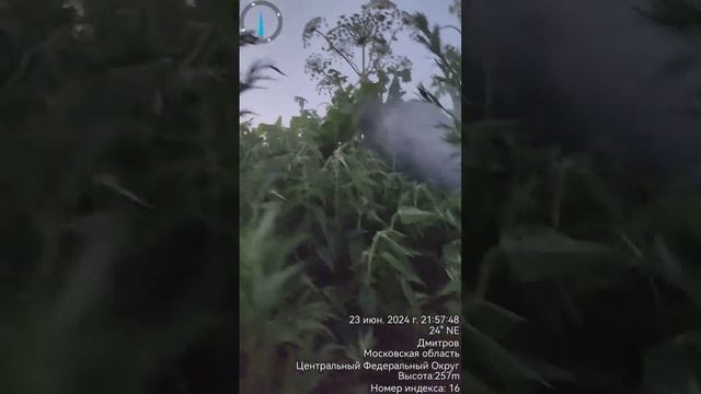 борщевик #уничтожение#+79152048084