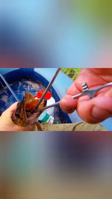 Щука каннибал смотреть онлайн