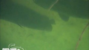 Waller unterwasser. Silures sous l'eau. catfish underwater