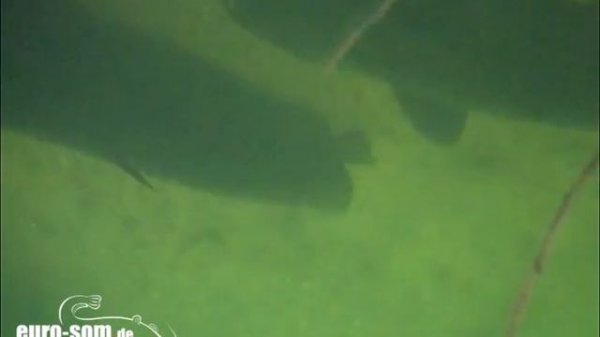 Waller unterwasser. Silures sous l'eau. catfish underwater