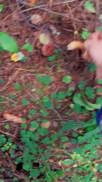 Грибная рыбалка.Пошли маховики. #селигер#грибы