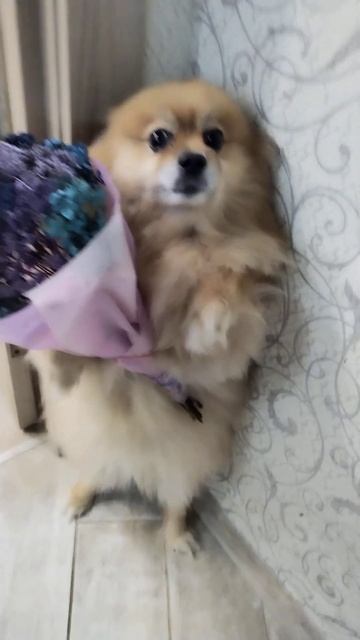 Дарите женщинам цветы!!! смотреть онлайн