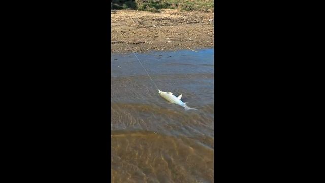 Рыбалка в Астраханской области на реке Кигач. Апрель 20 смотреть онлайн