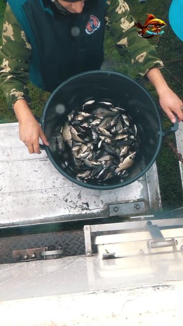 Вот так мы запускаем много рыбы для свободной рыбалки