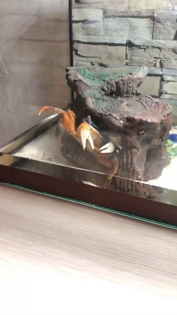 Радужный краб😃 смотреть онлайн