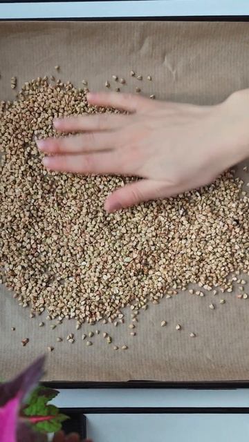 Как я делаю муку из зелёной гречи смотреть онлайн