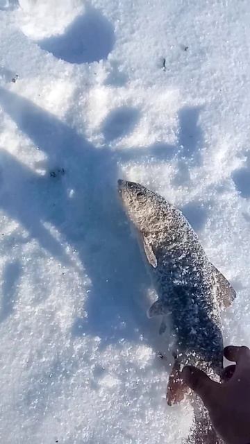 Фото нарезка! Любимой рыбы!