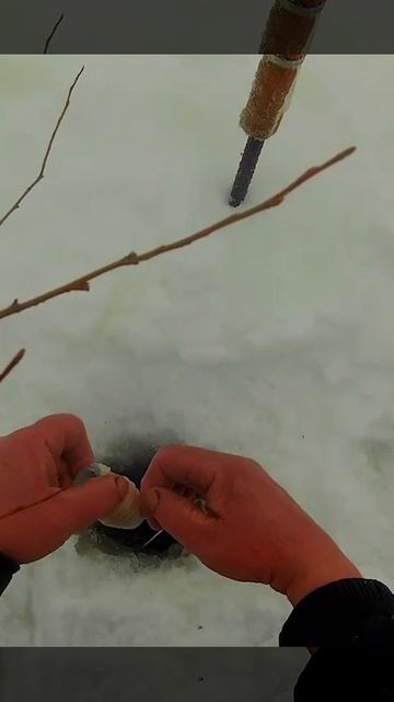 А вот и щука. #селигер #рыбалка