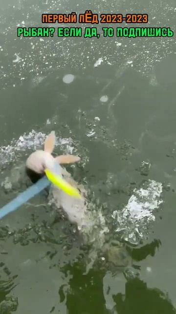 ПЕРВЫЙ ЛËД 2023-2024. ЛОВЛЯ ЩУКИ НА ВИБЫ. ПОДПИШИСЬ #рыбалк? смотреть онлайн