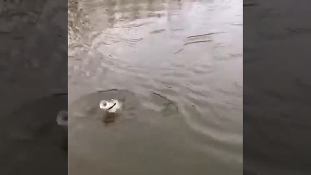 Приглашаем на рыбалку в Астрахань...