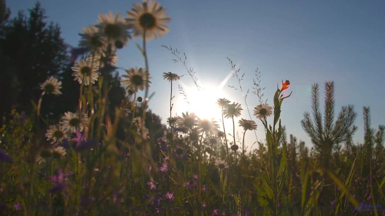 Ты НЕ ДОЛЖЕН слушать это ночью! - Vibes Of The Universe (ID 1394) -- Lobo Loco -- Spaceforce OMEGA