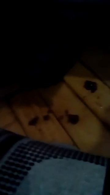 Моя кошка в 1 раз ест пирожок смотреть онлайн