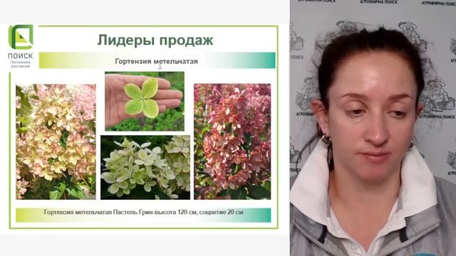 Новые и самые популярные сорта метельчатых гортензий смотреть онлайн